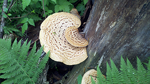Mushrooms Closeup